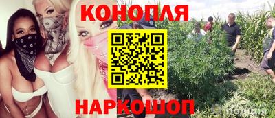 сатива Кингисепп
